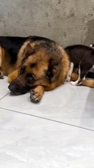 Small puppies always annoy the Big Dogs 😂