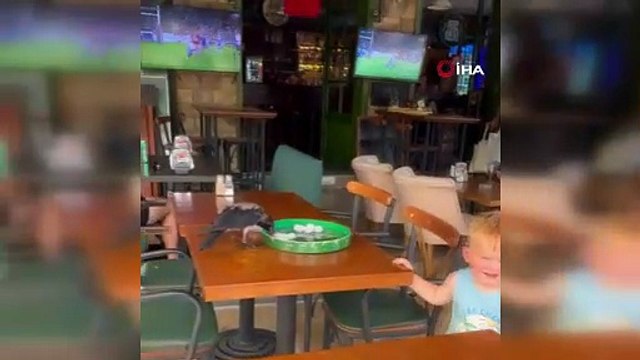 Kavurucu sıcakta oraya sığındı! Sıcaktan bunalan karga bakın ne yaptı