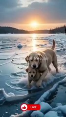 Labrador Hero Risks It All to Save Trapped Puppy