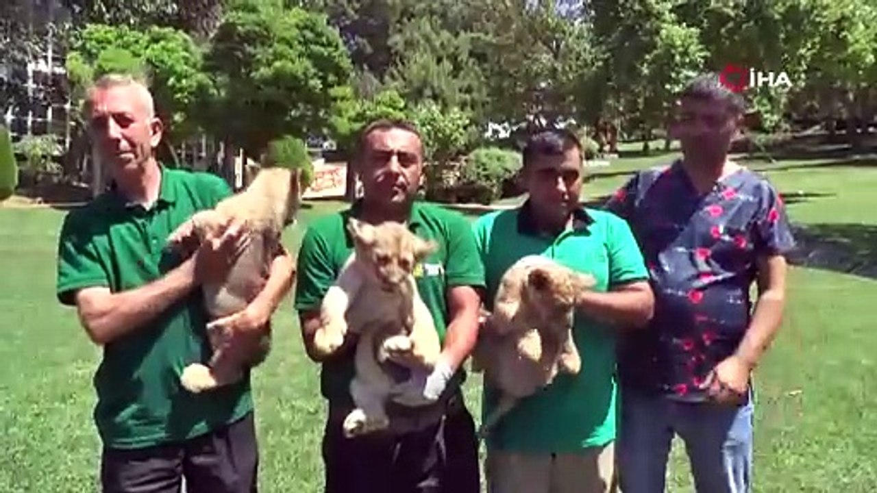 Cumhurbaşkanı Erdoğan aslan dedesi oldu: Aslanı da 3 yavru doğurdu!