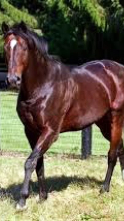 TOP 5 des chevaux les mieux vendus de tous les temps