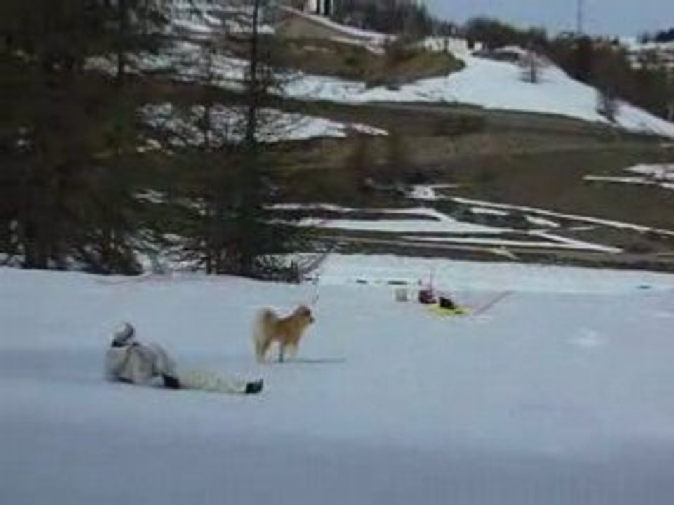 Coumat a la neige