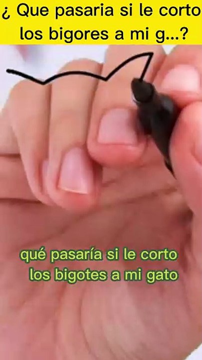 ¿Que pasaría si le corto los bigotes a mi gato?#QuePasariaSi, #Hipótesis, #CuriosidadExtrema