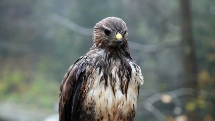 I saw a wet eagle standing on a tree branch after the rain. (Saya melihat