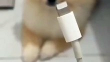 pomeranian powers up after charging 😂