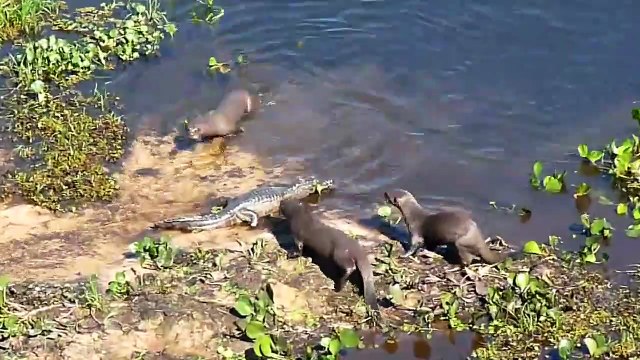 Ces loutres n'ont peur de rien et surement pas des crocodiles