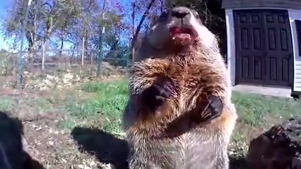 Groundhog steals farmer's crop and eats it in front of his security camera