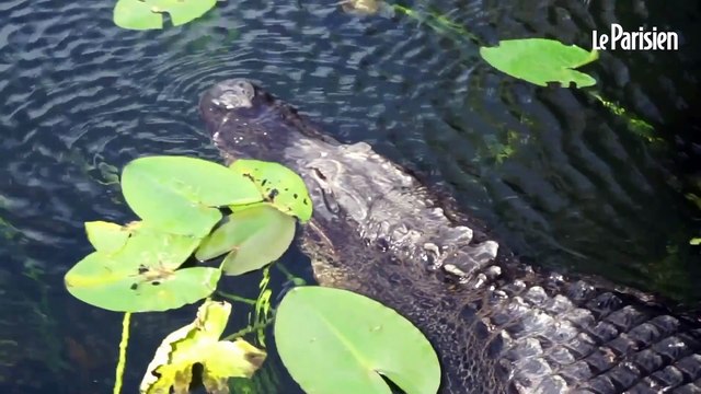 Alligator Alcatraz, une prison entourée de prédateurs dans les marais de Floride