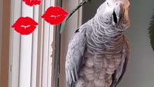 parrot says big big kiss iloveyou ❤️