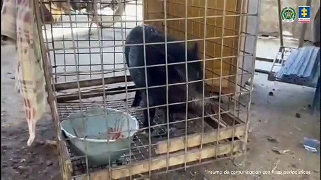 ¡Judicializado por maltrato animal! 15 especies rescatadas de cautiverio en Palmira