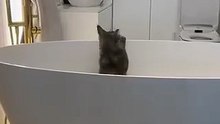 Funniest cat in action - Time for taking a (cat) bath :)