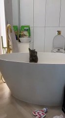Funniest cat in action - Time for taking a (cat) bath :)