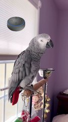 parrot says alexa farts and it’s hilarious 😂