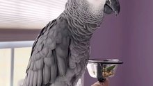 parrot says alexa farts and it’s hilarious 😂
