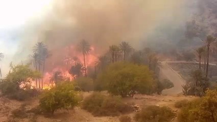 un incendie à ravagé une partie de la palmeraie de Targua ntouchka dans la région de chtouka ait baha