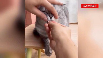 Hilarious Cats Compilation 2025 😹 | Try Not to Laugh Challenge!