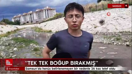 Samsun'da henüz belirlenemeyen bir nedenle 26 kaz telef oldu