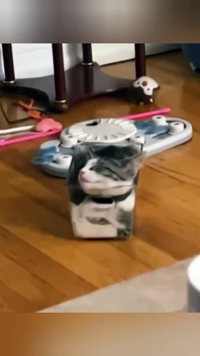 Cat Funny behavior