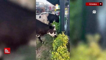 Şile'de büyükbaş hayvanların trafiği tehlikeye düşürdüğü anlar