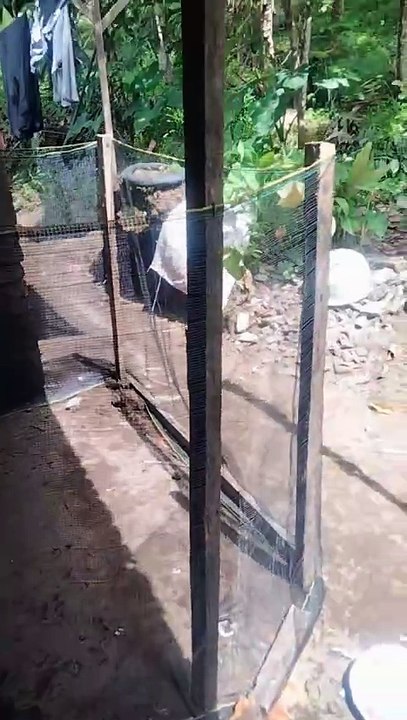 beternak ayam