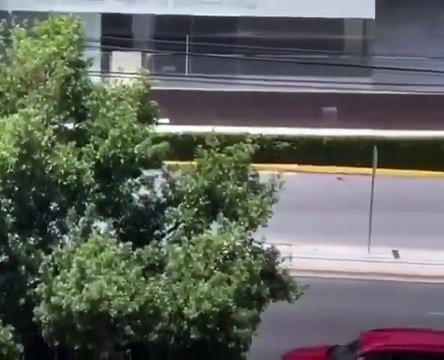 VIDEO | Vecinos captan a oso entrando a un estacionamiento de plaza comercial en San Pedro