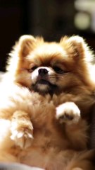 Dog Strange Behavior