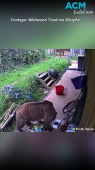Escaped bears devour week's worth of honey