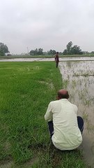 Khet ka batwara
