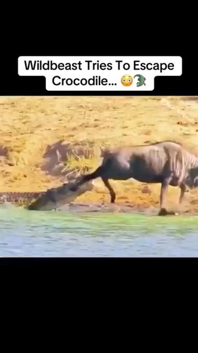 animal