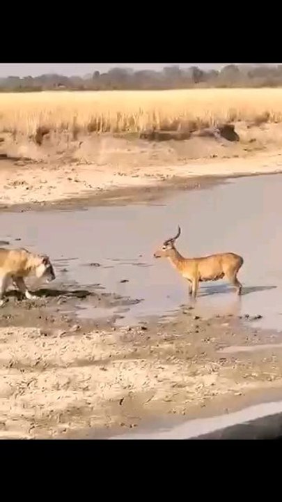 animal attack