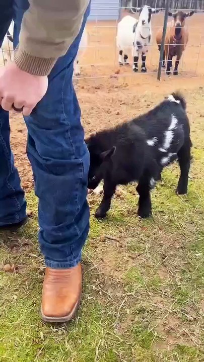🥺 Serious attack!  Although small, but already so decisive and fearless! Damage is inflicted at a minimum