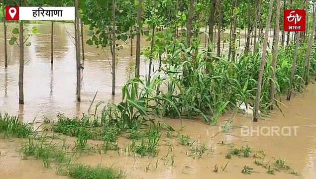 यमुनानगर के छछरौली कस्बे में बारिश ने मचाई तबाही, दर्जनों गांव बाढ़ की चपेट में, खेत और सड़कों पर पानी ही पानी