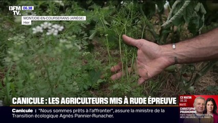 Les agriculteurs mis à rude épreuve avec la vague de chaleur qui touche la France