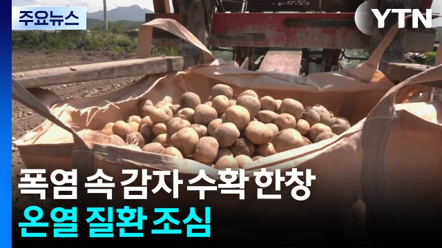 폭염 속 감자 수확 한창...온열 질환 조심 / YTN