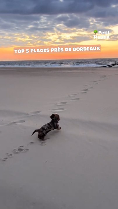 Team doggo, ce top est pour vous 🐶🌊 ! Si tu veux profiter de la plage sans laisser ton chien à la maison, check ces spots autour de Bordeaux :©️ Crédit : @petitmauda @ninou.bn👉🏻 Abonne-toi au Petit Mauda pour plus d'idées dog-friendly ! 🌳