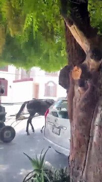 Carretoneros en Nuevo León: un oficio que pese a prohibición siguen en el área metropolitana
