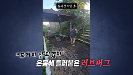 벌레로 뒤덮인 계양산..."살다살다 이런 벌레 처음" [앵커리포트] / YTN