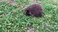 What an incredible meeting in my garden! A dog and a hedgehog!