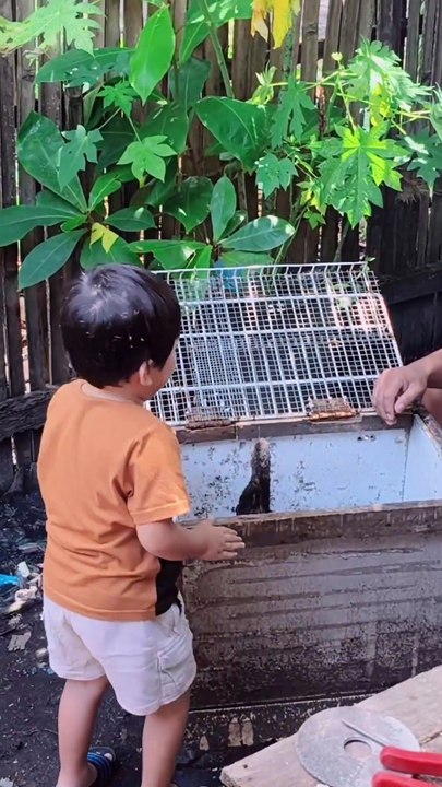 Tan-aw si Grey sa iyang chicken