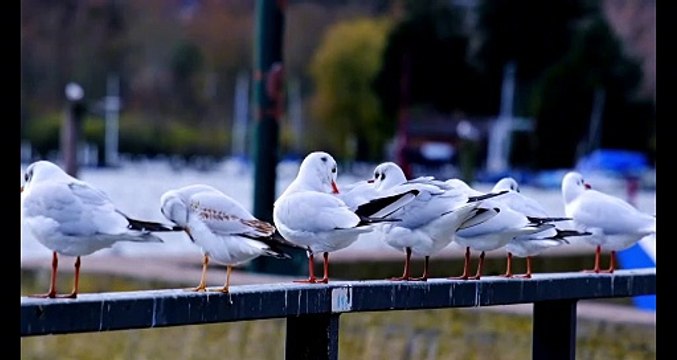 Os animais mais fofos do mundo n•31