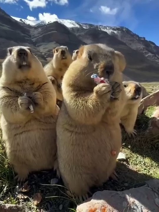 Cute & Funny Animals