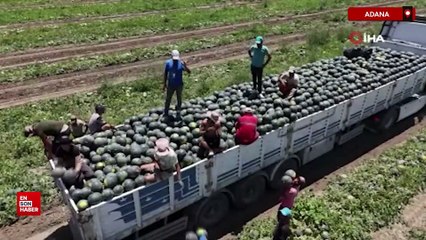 Adana'da karpuzun tarlada kilogram fiyatı 2,5 liraya kadar geriledi