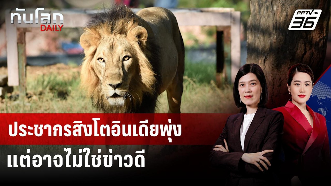 ประชากรสิงโตอินเดียพุ่ง แต่อาจไม่ใช่ข่าวดี | ทั...