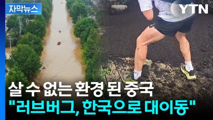 사체가 삽에 수북하게...중국 살던 러브버그의 습격 [앵커리포트] / YTN