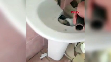 Evin lavabosundan yılan çıktı!