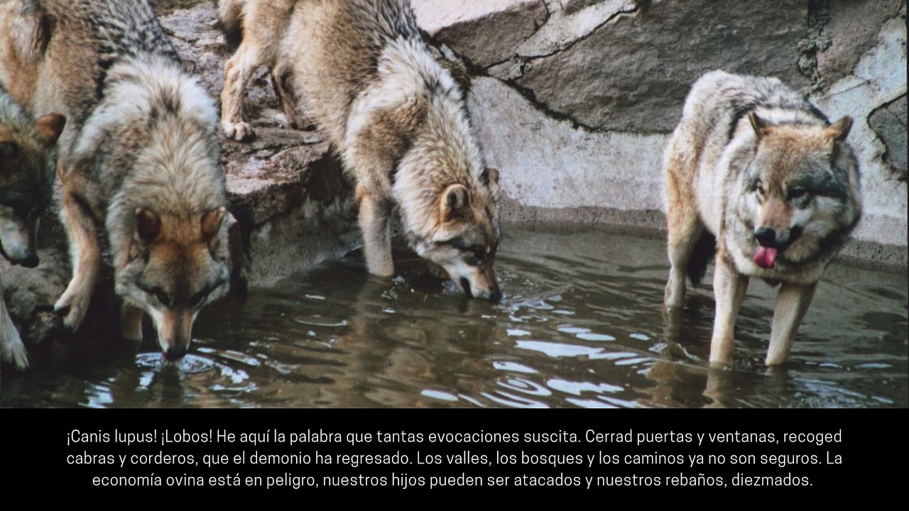 [#Podcast] Lobos. Mitos y leyendas. El lobo en la actualidad - Wolves. Myths and legends.