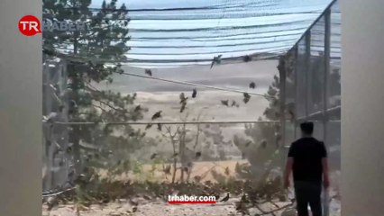 Gaganıza sağlık çocuklar! Yüzlerce keklik doğaya salındı! Kene avlayacaklar!