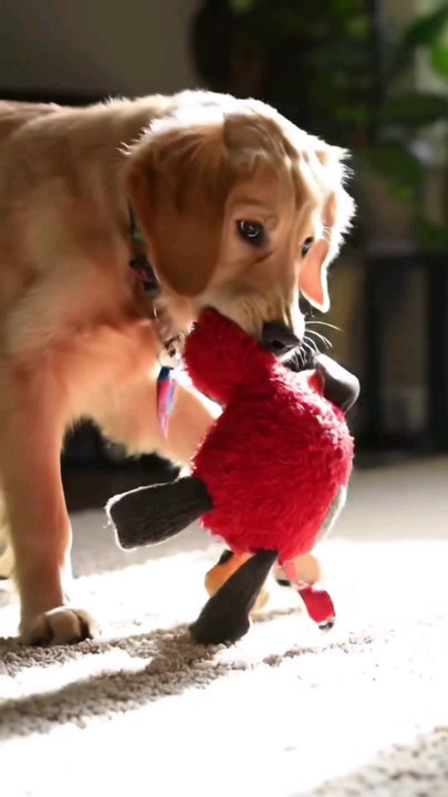 Dog Toy
