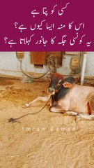 Ye KONSI JAGAH ka Janwar Hy?😲