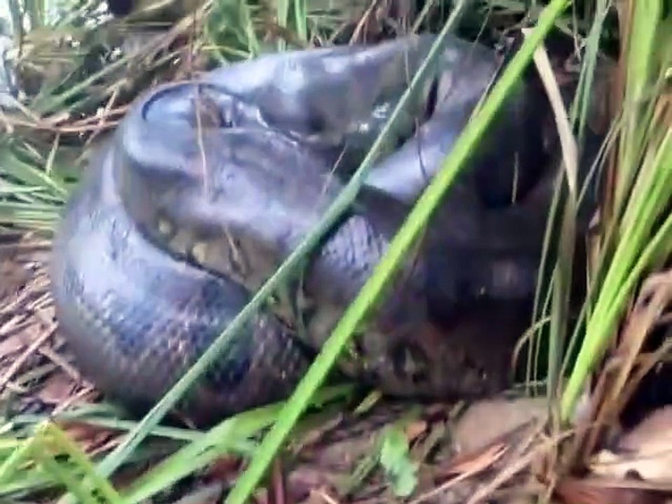 Il filme une bête monstrueuse, énorme anaconda